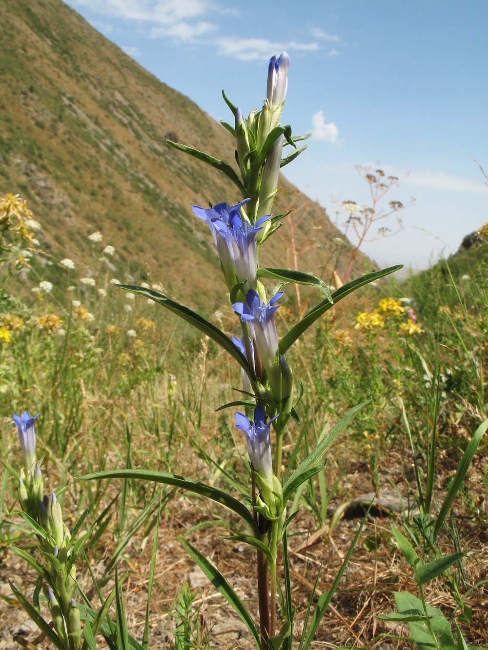 Image of Gentiana kirilowii specimen.