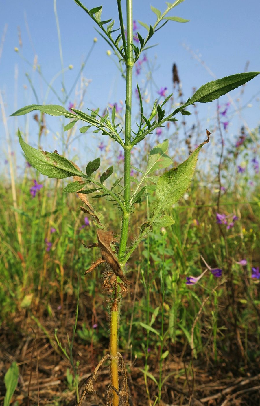 Изображение особи Cephalaria transsylvanica.