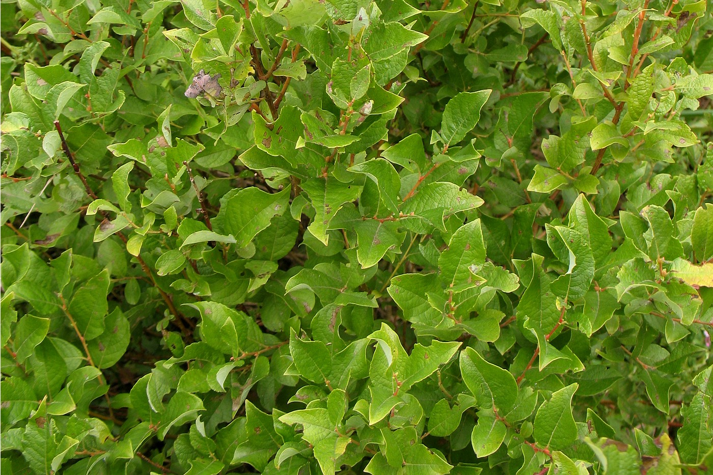 Image of Salix starkeana specimen.