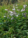 Campanula latifolia. Верхушки цветущих растений (гипохромная форма). Челябинская обл., Саткинский р-н, хребет Зюраткуль, ≈ 1000 м н.у.м., луг на опушке смешанного леса. 31.07.2019.