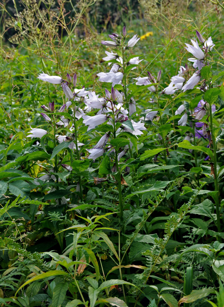 Изображение особи Campanula latifolia.