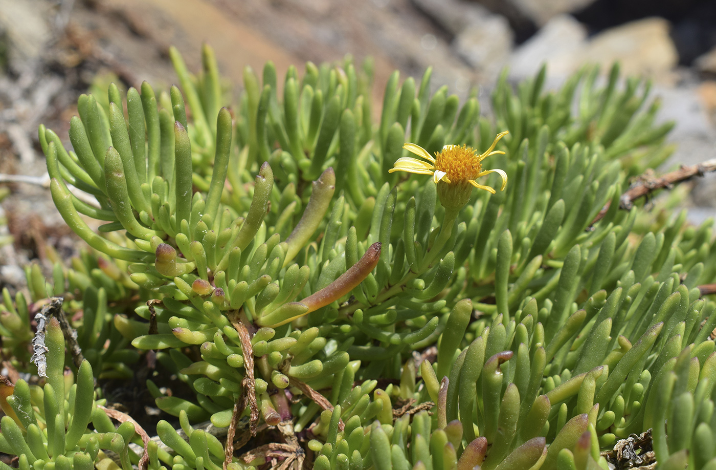 Изображение особи Limbarda crithmoides.