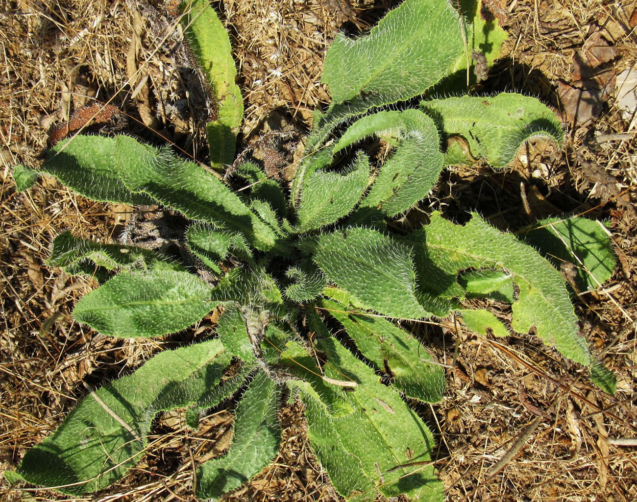 Изображение особи семейство Boraginaceae.