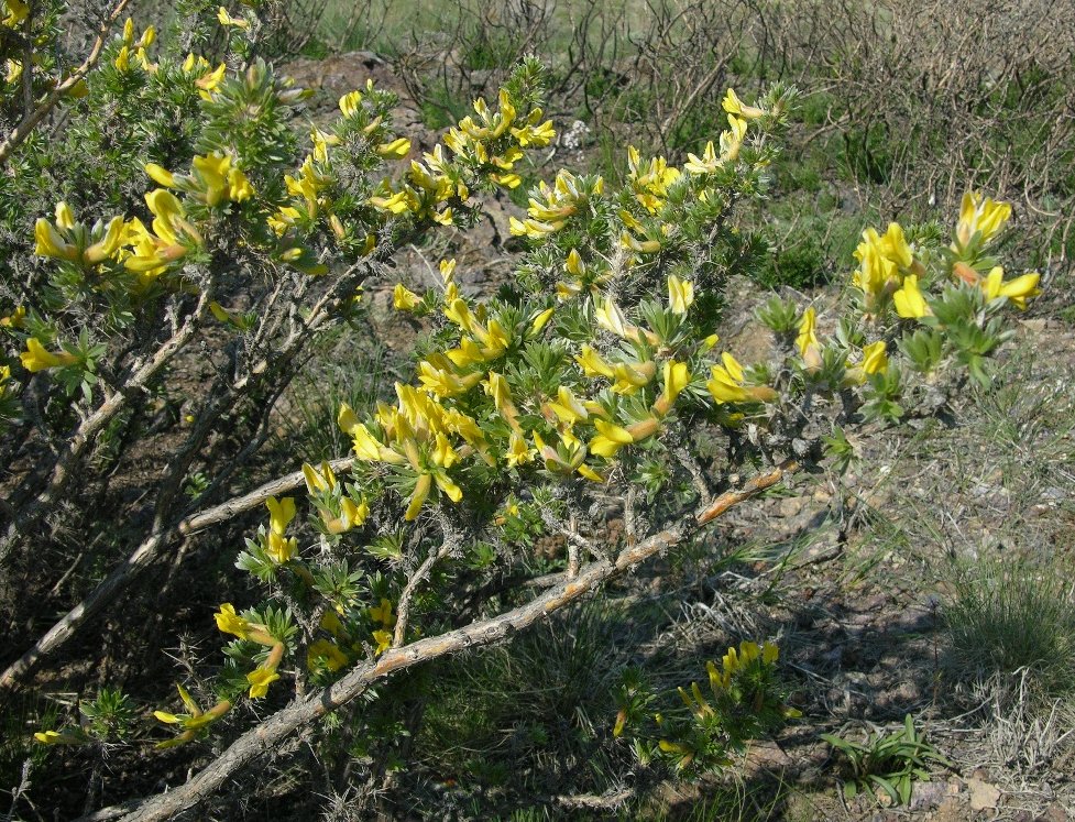 Изображение особи Caragana bongardiana.