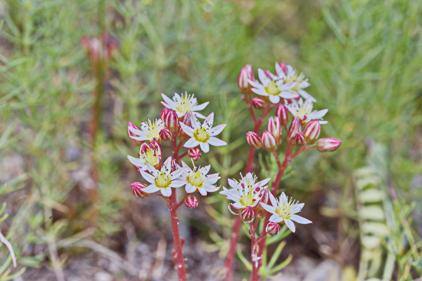 Image of Rosularia kokanica specimen.