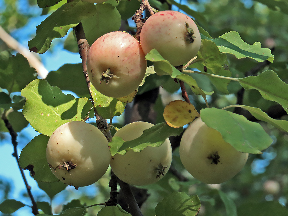 Изображение особи род Malus.