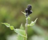 Hieracium pseuderectum. Верхушка побега с развивающимися соцветиями-корзинками. Республика Коми, национальный парк Югыд Ва, верховья реки Манарага, олуговелая тундра у ручья. 18.08.2019.