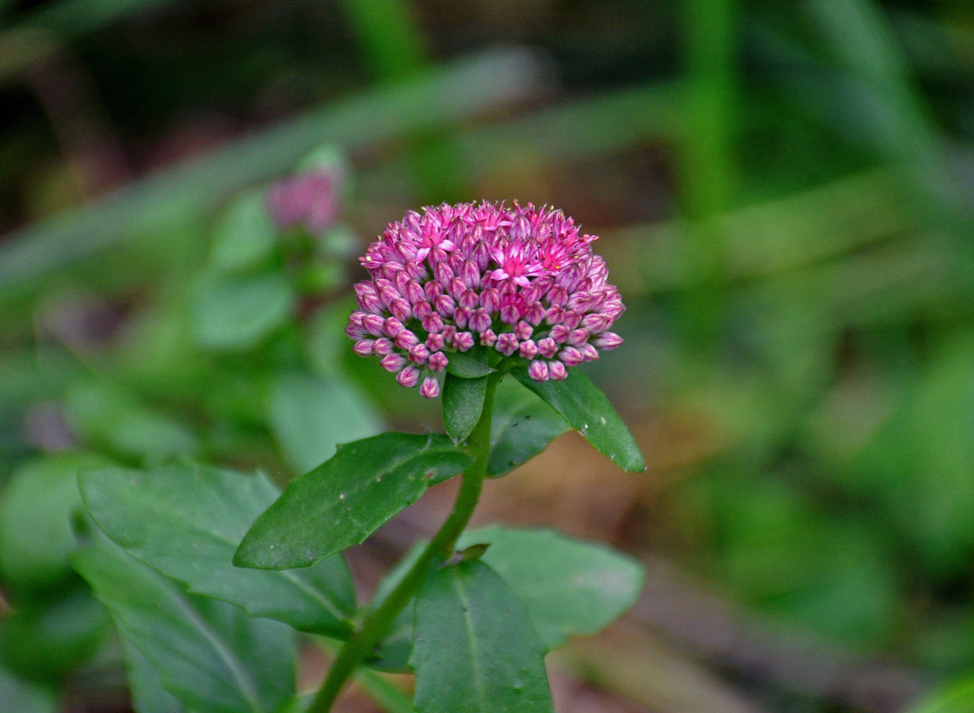 Изображение особи Hylotelephium triphyllum.