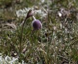 Pulsatilla campanella. Цветущее растение. Кыргызстан, Иссык-Кульская обл., Внутренний Тянь-Шань, хр. Терскей-Ала-Тоо, ущ. Джуку, ≈ 2700 м н.у.м., травянистый склон. 08.05.2019.