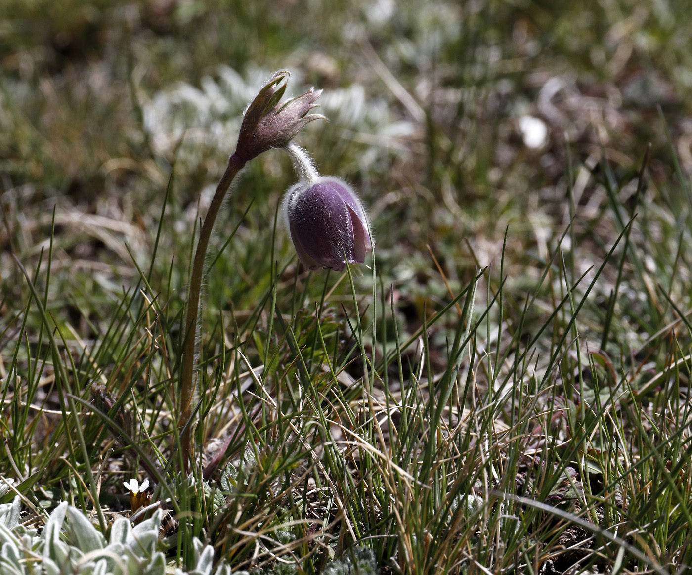 Image of Pulsatilla campanella specimen.