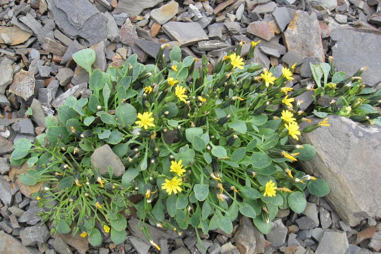 Image of Crepis nana specimen.