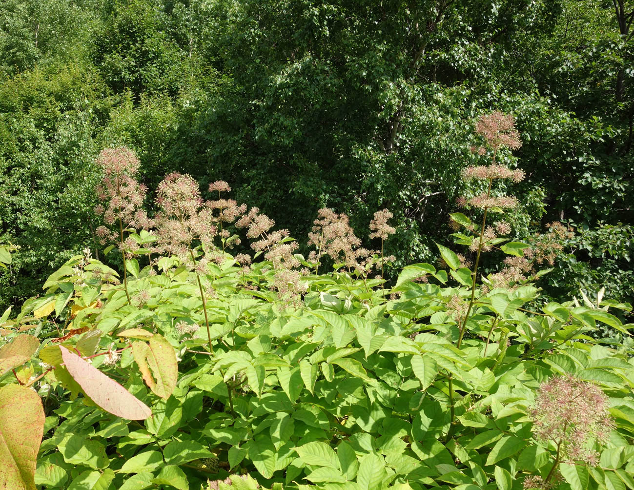 Изображение особи Aralia cordata.