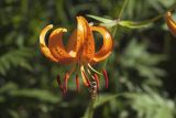 Lilium debile