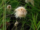 Eriophorum russeolum