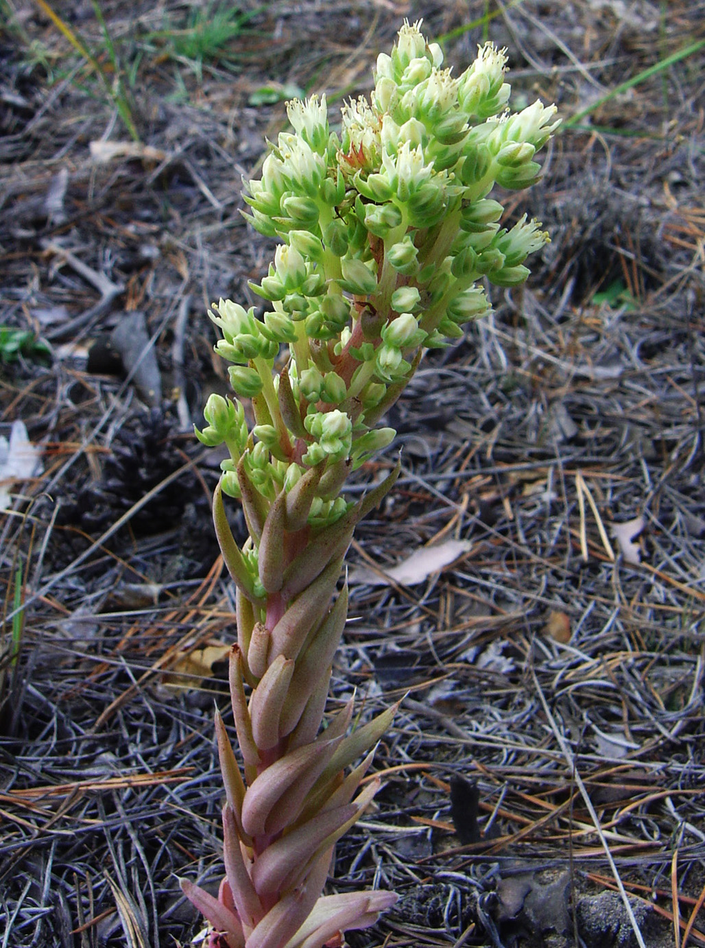 Изображение особи Orostachys spinosa.