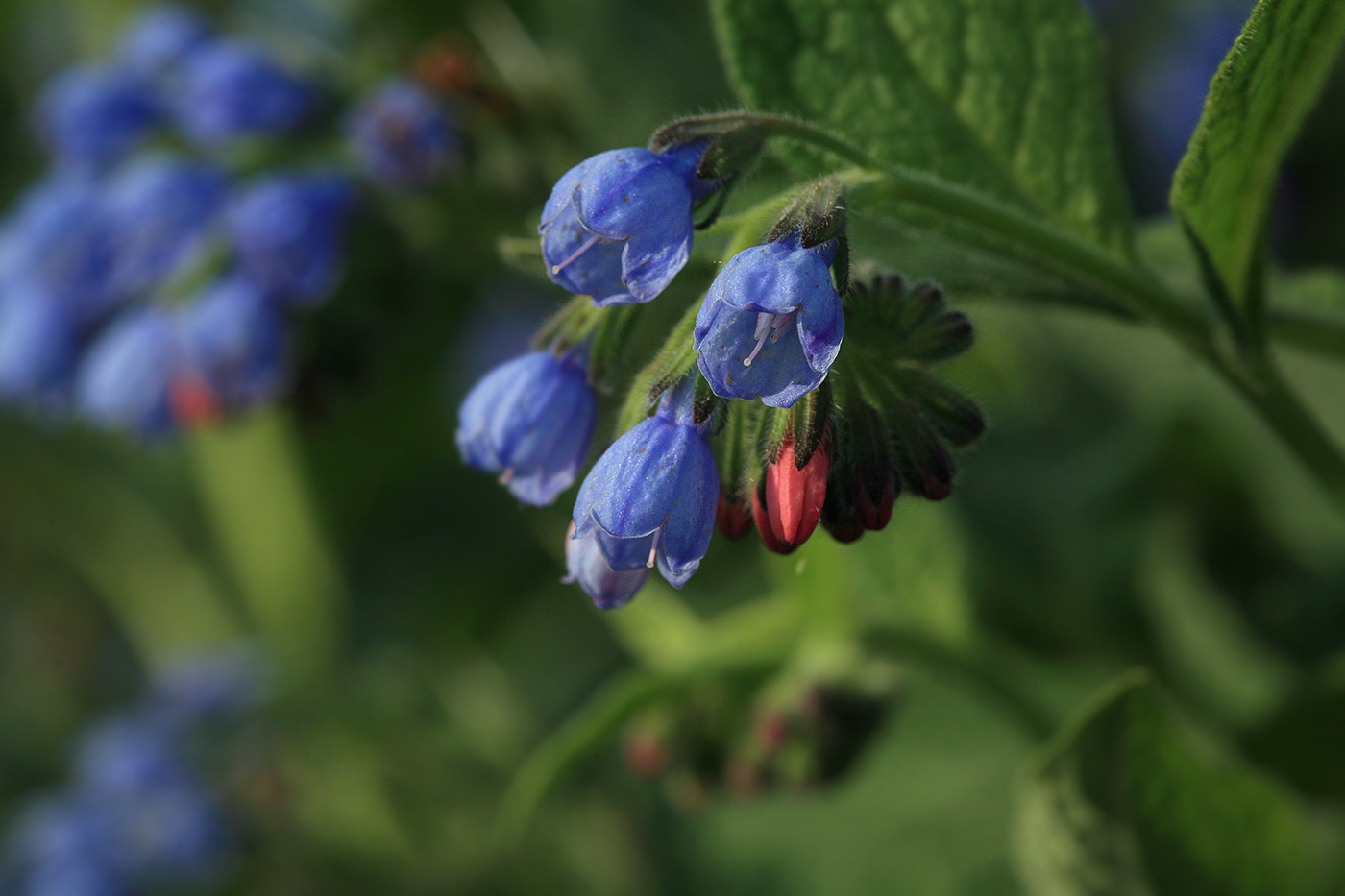 Изображение особи Symphytum caucasicum.