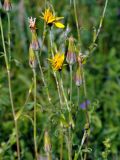 род Tragopogon. Верхушки побегов с соцветиями. Воронежская обл., Лискинский р-н, музей-заповедник \"Дивногорье\", луг на берегу Дона. 02.06.2019.