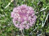 Allium caricifolium