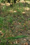 Brachypodium sylvaticum. Цветущее растение. Крым, Байдарская долина. 15 августа 2010 г.