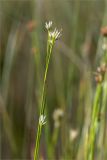 Rhynchospora alba