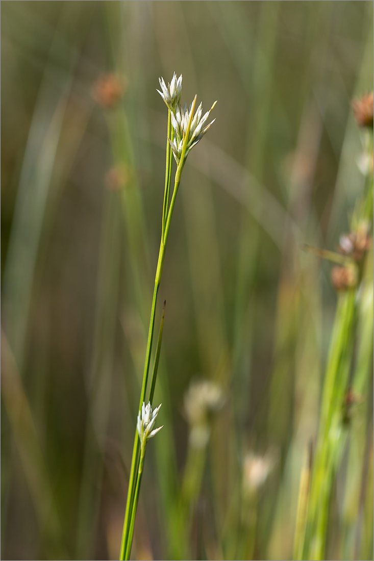 Изображение особи Rhynchospora alba.