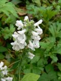 Stachys annua