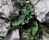 Arum dioscoridis