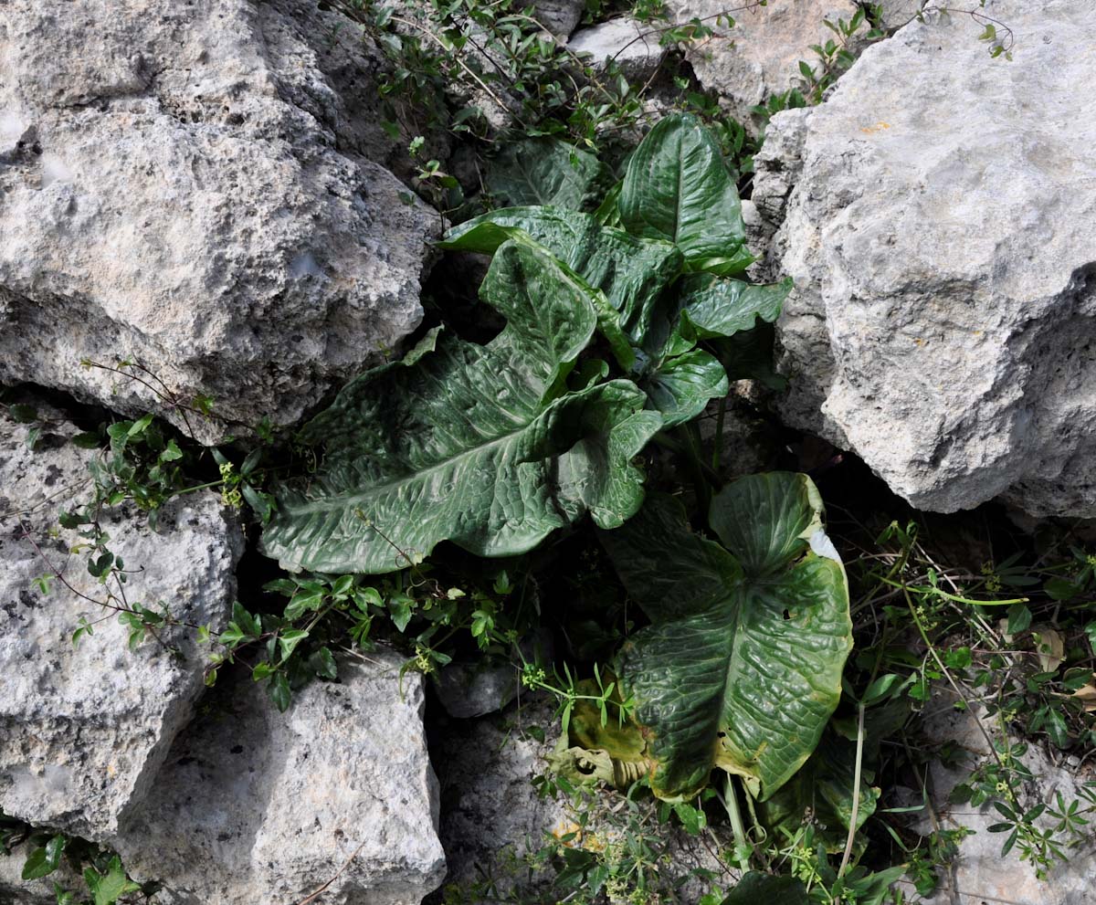 Изображение особи Arum dioscoridis.