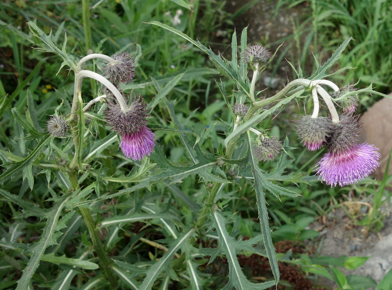 Изображение особи Cirsium pendulum.