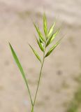 Bromus scoparius