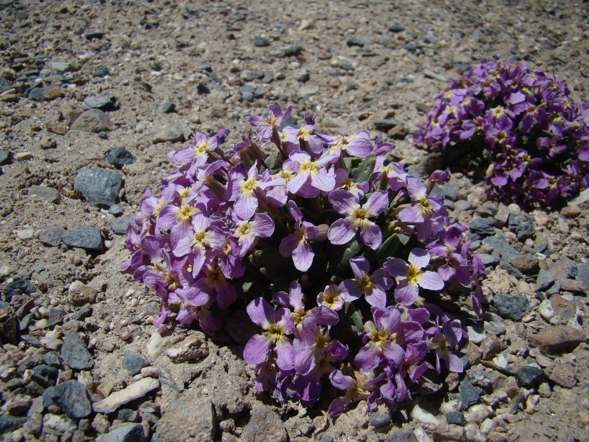 Image of Leiospora eriocalyx specimen.