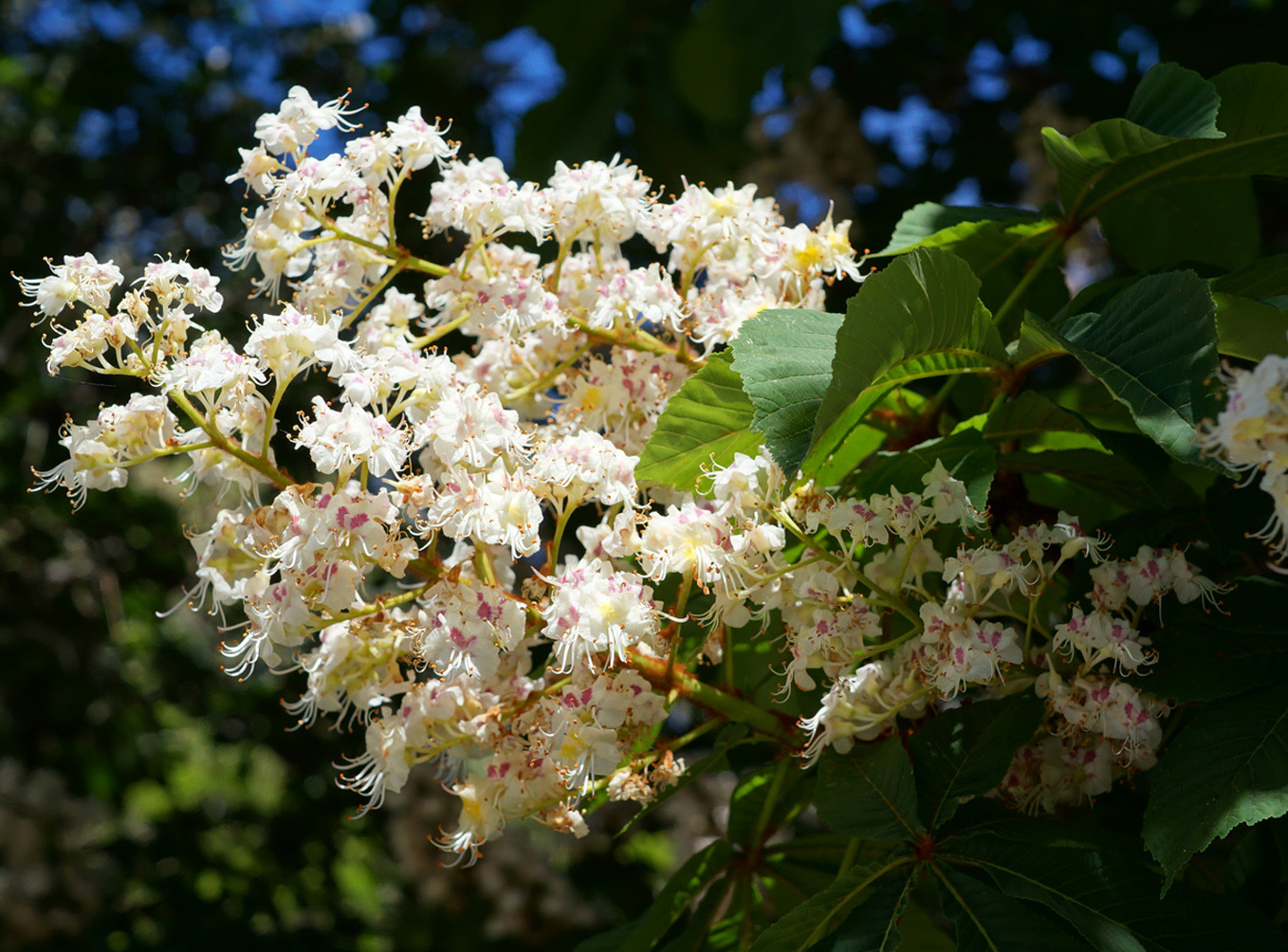 Image of Aesculus hippocastanum specimen.