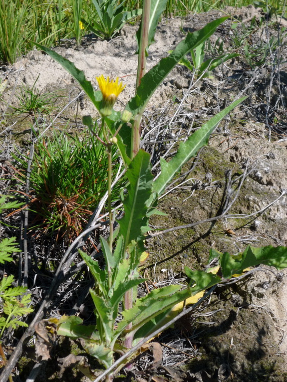 Image of Sonchus arvensis ssp. uliginosus specimen.