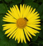 genus Doronicum