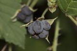 Rubus caesius. Зрелый плод. Крым, Бахчисарайский р-н, окр. пгт Куйбышево, берег р. Бельбек, в тени. 25.08.2019.