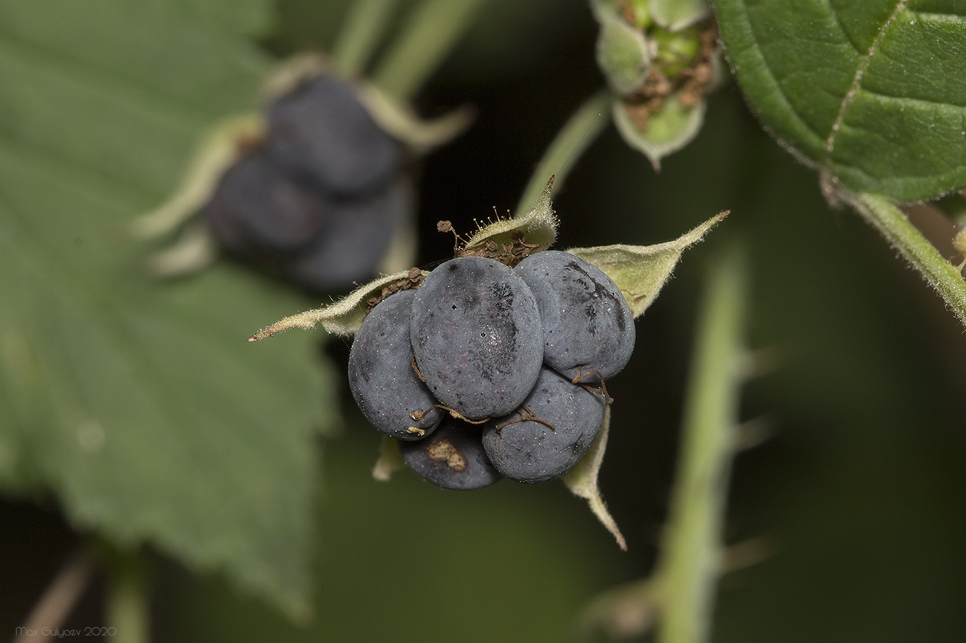 Изображение особи Rubus caesius.