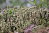 род Cladonia