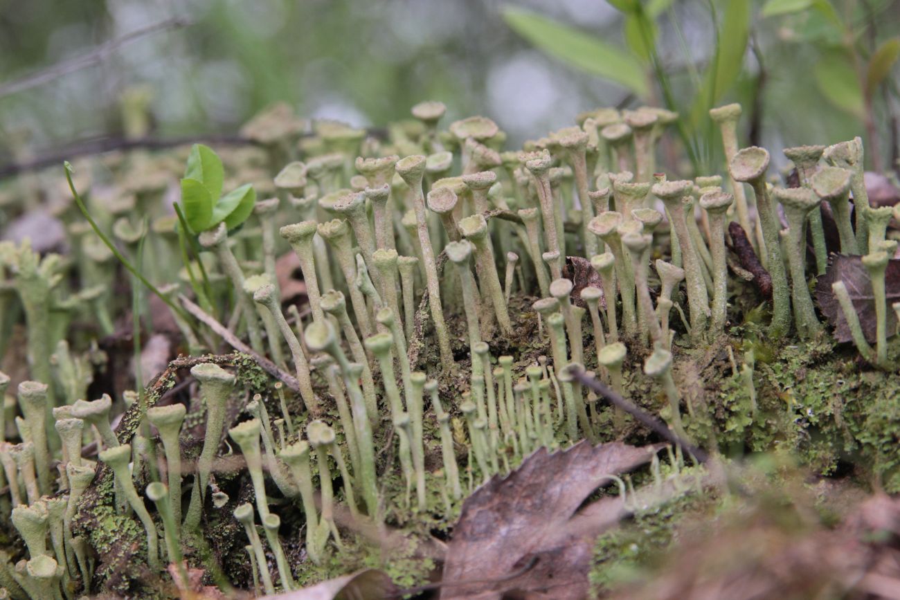 Image of genus Cladonia specimen.