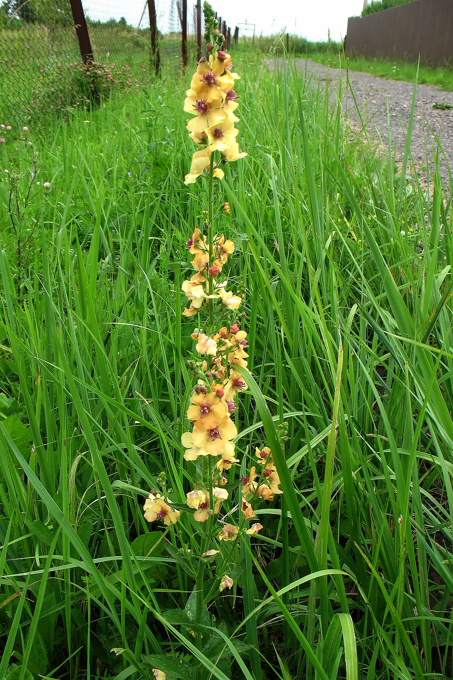 Изображение особи Verbascum &times; ignescens.