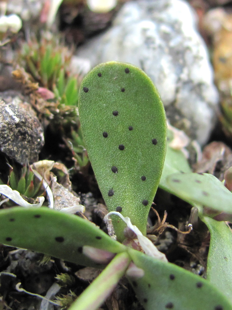 Изображение особи Eunomia rotundifolia.