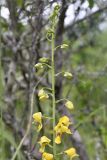 Eulophia speciosa