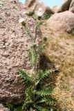 Cirsium sairamense