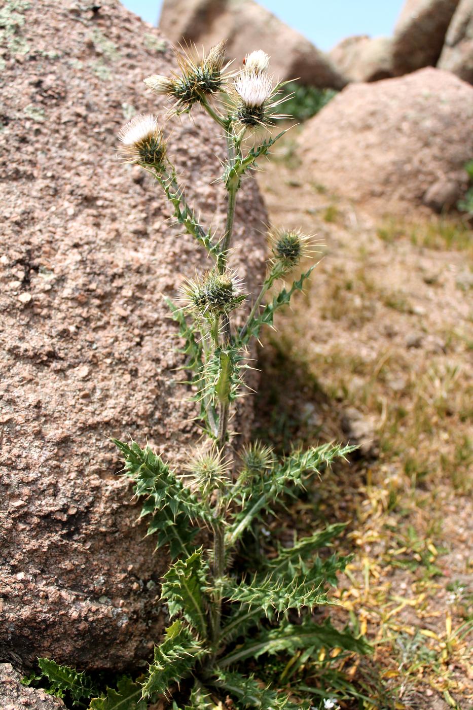 Image of Cirsium sairamense specimen.