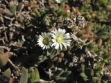 семейство Aizoaceae. Верхушки побегов с цветками и плодами. Испания, Каталония, провинция Girona, Costa Brava, Blanes, ботанический сад \"Pinya de Rosa\". 27 октября 2008 г.