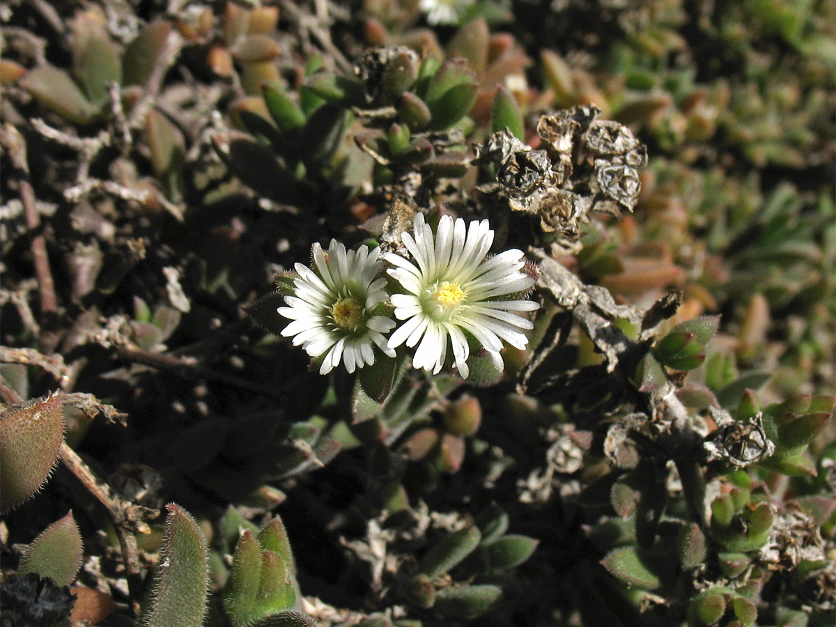 Изображение особи семейство Aizoaceae.