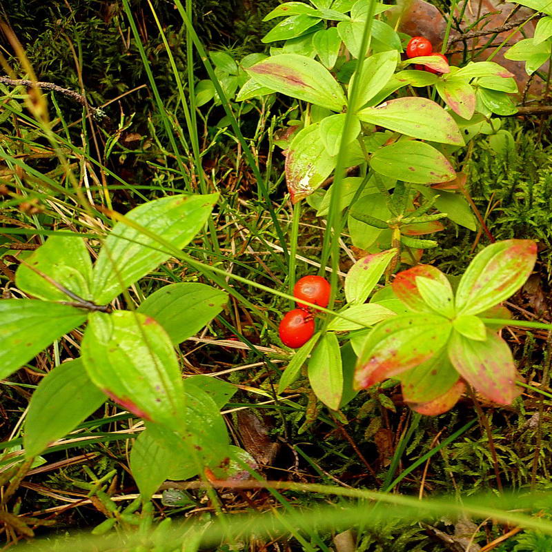 Изображение особи Chamaepericlymenum suecicum.