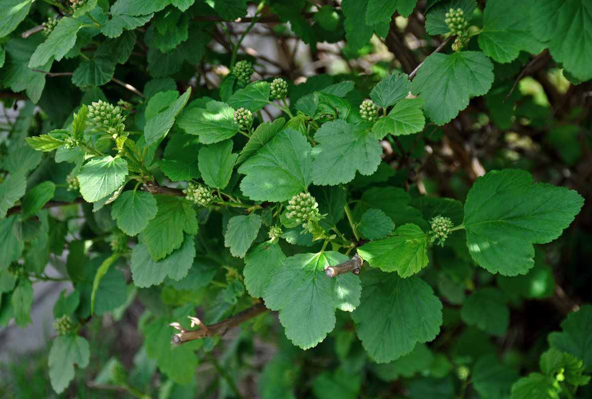 Изображение особи Physocarpus opulifolius.