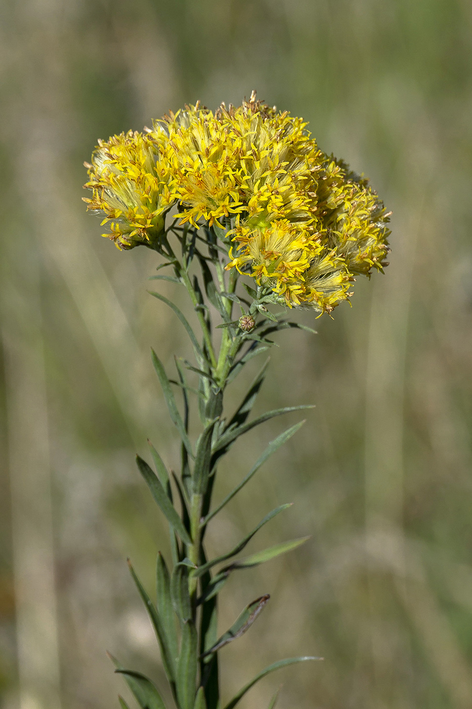 Image of Galatella biflora specimen.