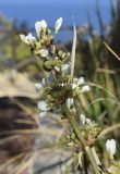 Libertia chilensis