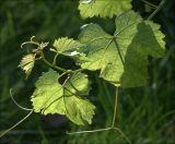 genus Vitis